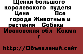 Щенки большого (королевского) пуделя › Цена ­ 25 000 - Все города Животные и растения » Собаки   . Ивановская обл.,Кохма г.